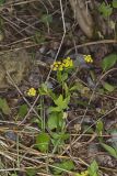 Heart-leaved Golden alexander, Zizia aptera
