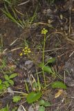 Heart-leaved Golden alexander, Zizia aptera