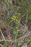 Heart-leaved Golden alexander, Zizia aptera