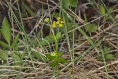Heart-leaved Golden Alexander, Zizia aptera
