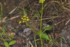 Heart-leaved Golden Alexander, Zizia aptera