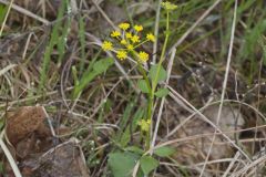 Heart-leaved Golden Alexander, Zizia aptera