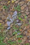 Heartleaf Aster, Symphyotrichum cordifolium