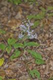 Heartleaf Aster, Symphyotrichum cordifolium