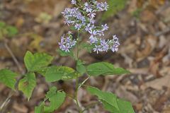 Heartleaf Aster