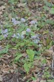 Heartleaf Aster, Symphyotrichum cordifolium