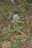 Heartleaf Aster, Symphyotrichum cordifolium