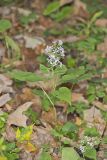 Heartleaf Aster, Symphyotrichum cordifolium