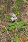 Heartleaf Aster, Symphyotrichum cordifolium
