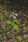 Heartleaf Aster, Symphyotrichum cordifolium