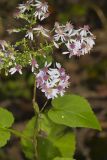 Heartleaf Aster, Symphyotrichum cordifolium