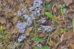 Heartleaf Aster, Symphyotrichum cordifolium