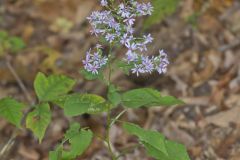 Heartleaf Aster, Symphyotrichum cordifolium