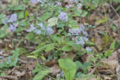 Heartleaf Aster, Symphyotrichum cordifolium