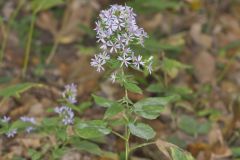 Heartleaf Aster, Symphyotrichum cordifolium