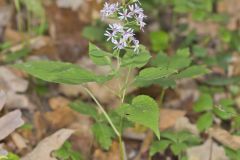 Heartleaf Aster, Symphyotrichum cordifolium