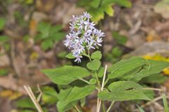 Heartleaf Aster, Symphyotrichum cordifolium