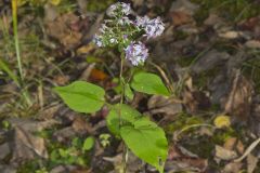 Heartleaf Aster, Symphyotrichum cordifolium