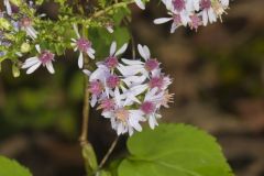 Heartleaf Aster, Symphyotrichum cordifolium