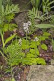 Heartleaf Foamflower, Tiarella cordifolia