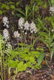 Heartleaf Foamflower, Tiarella cordifolia