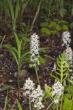 Heartleaf Foamflower, Tiarella cordifolia
