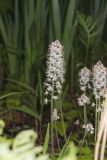 Heartleaf Foamflower, Tiarella cordifolia