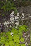 Heartleaf Foamflower, Tiarella cordifolia