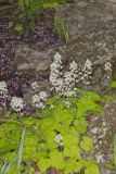 Heartleaf Foamflower, Tiarella cordifolia