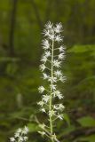 Heartleaf Foamflower, Tiarella cordifolia