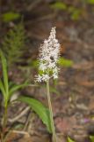 Heartleaf Foamflower, Tiarella cordifolia