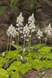Heartleaf Foamflower, Tiarella cordifolia