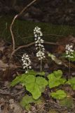 Heartleaf Foamflower, Tiarella cordifolia