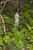 Heartleaf Foamflower, Tiarella cordifolia