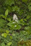 Heartleaf Foamflower, Tiarella cordifolia