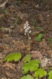 Heartleaf Foamflower, Tiarella cordifolia