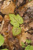 Heartleaf Foamflower, Tiarella cordifolia