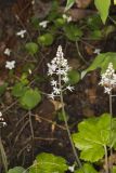 Heartleaf Foamflower, Tiarella cordifolia