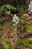 Heartleaf Foamflower, Tiarella cordifolia