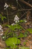 Heartleaf Foamflower, Tiarella cordifolia