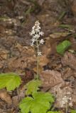 Heartleaf Foamflower, Tiarella cordifolia
