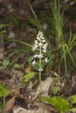Heartleaf Foamflower, Tiarella cordifolia
