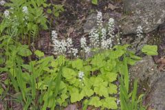 Heartleaf Foamflower, Tiarella cordifolia