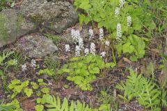 Heartleaf Foamflower, Tiarella cordifolia