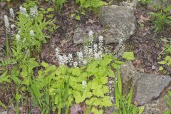 Heartleaf Foamflower, Tiarella cordifolia