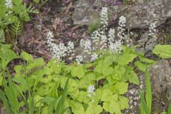 Heartleaf Foamflower, Tiarella cordifolia