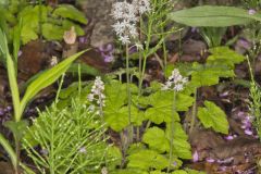 Heartleaf Foamflower, Tiarella cordifolia