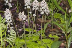 Heartleaf Foamflower, Tiarella cordifolia