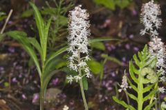 Heartleaf Foamflower, Tiarella cordifolia