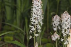 Heartleaf Foamflower, Tiarella cordifolia